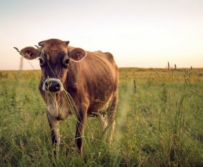 Випасання корів на челябінських клумбах і газонах обійдеться скотарям в сто тисяч рублів