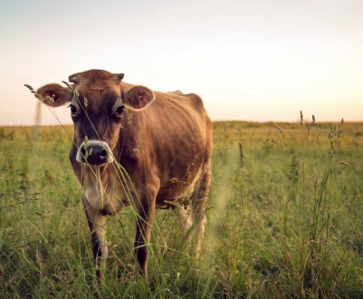 Випасання корів на челябінських клумбах і газонах обійдеться скотарям в сто тисяч рублів