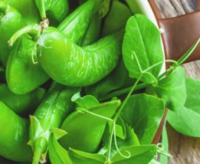 Стручковий Горох: користь і шкода