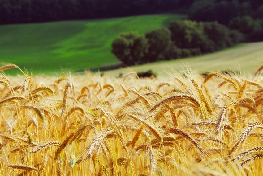 На світовому ринку стало трохи менше російської пшениці На світовому ринку стало трохи менше російської пшениці