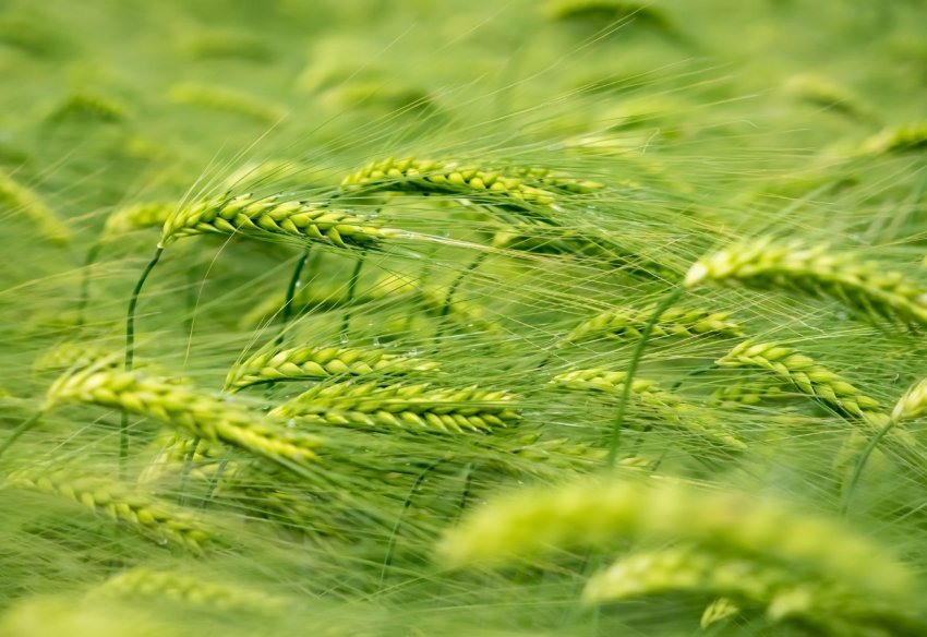 На світовому ринку стало трохи менше російської пшениці На світовому ринку стало трохи менше російської пшениці