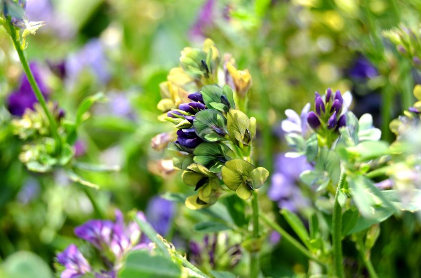 Американські вчені знайшли спосіб вирощування рослин на засолених ґрунтах