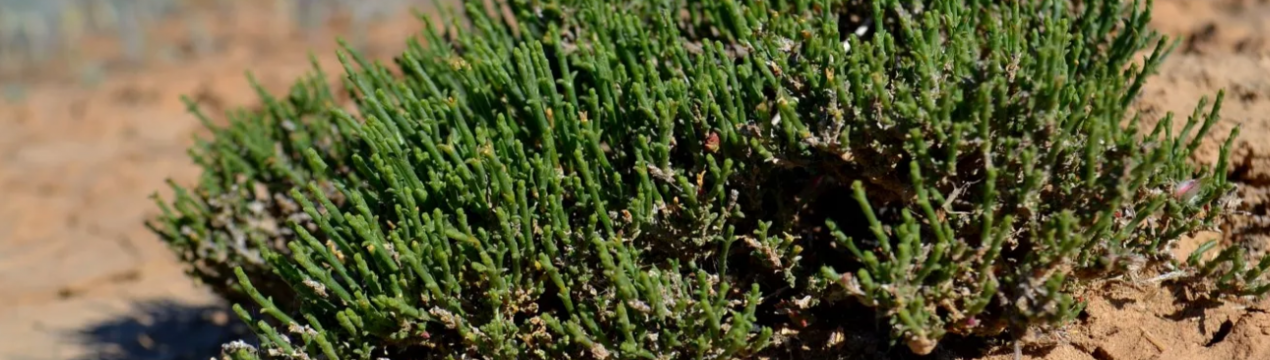 Американські вчені знайшли спосіб вирощування рослин на засолених ґрунтах