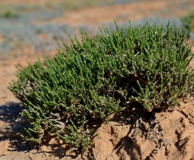 Американські вчені знайшли спосіб вирощування рослин на засолених ґрунтах