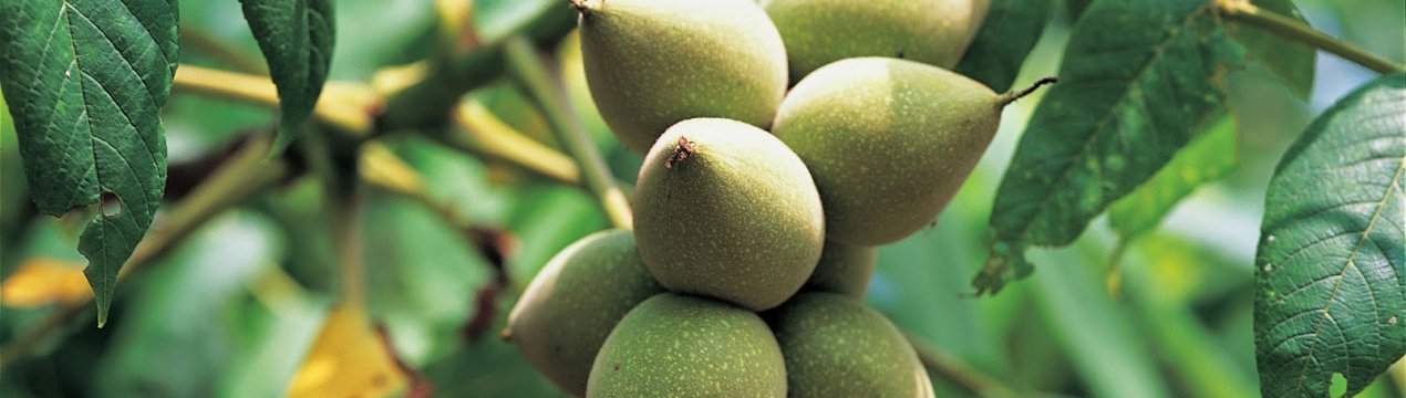 Вибір сорту і вирощування маньчжурського горіха в Сибіру