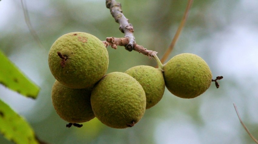 Маньчжурський чорний горіх Маньчжурський чорний горіх