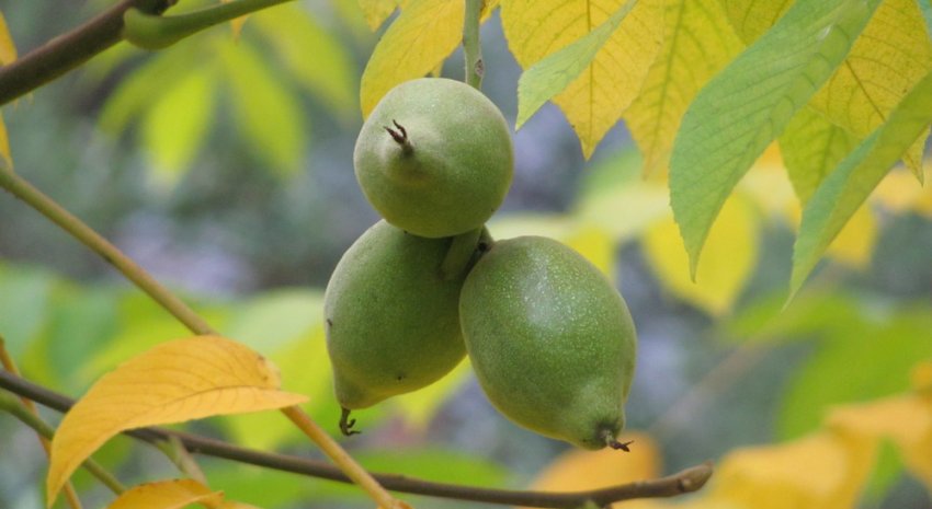 Горіх Зібольда Горіх Зібольда