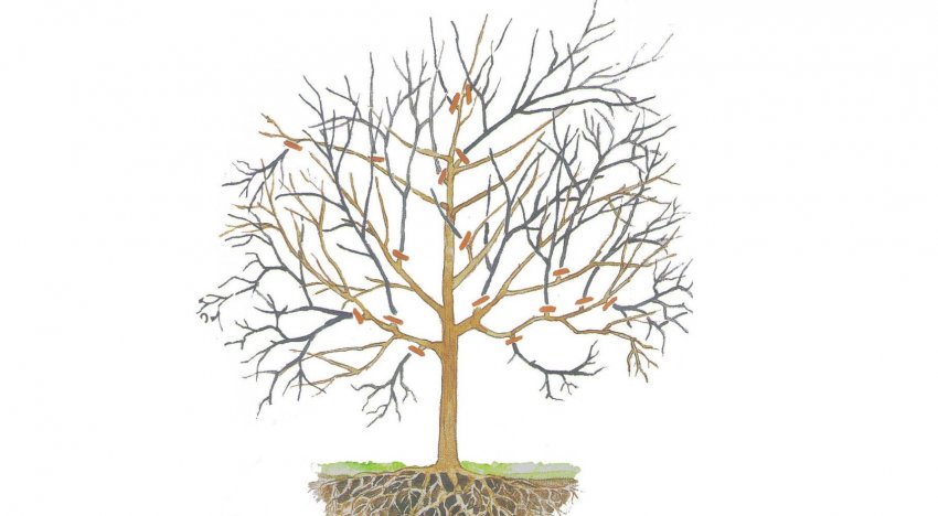 Обрізка горіха Обрізка горіха