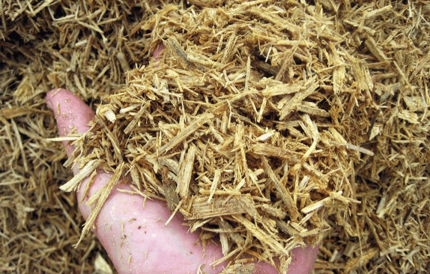 Тирсу для мульчування горіха Тирсу для мульчування горіха