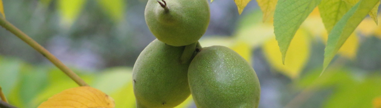 Сортовий горіх Зібольда