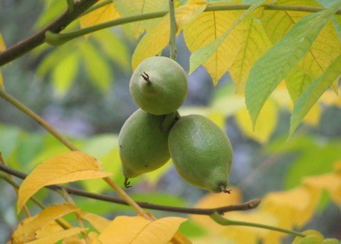 Сортовий горіх Зібольда