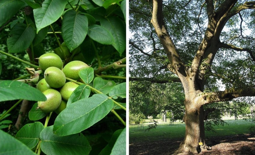 Горіхове дерево сортове Зібольда Горіхове дерево сортове Зібольда