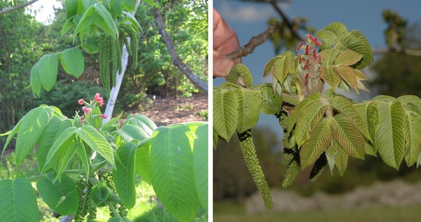 Цвітіння горіха Зібольда Цвітіння горіха Зібольда