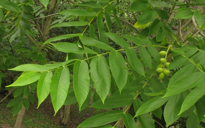 Горіх Зібольда Горіх Зібольда