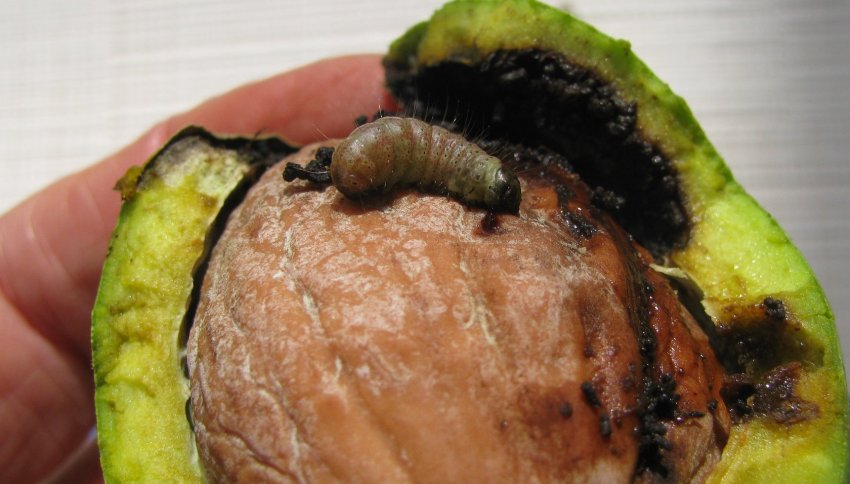 Горіхова плодожерка Горіхова плодожерка