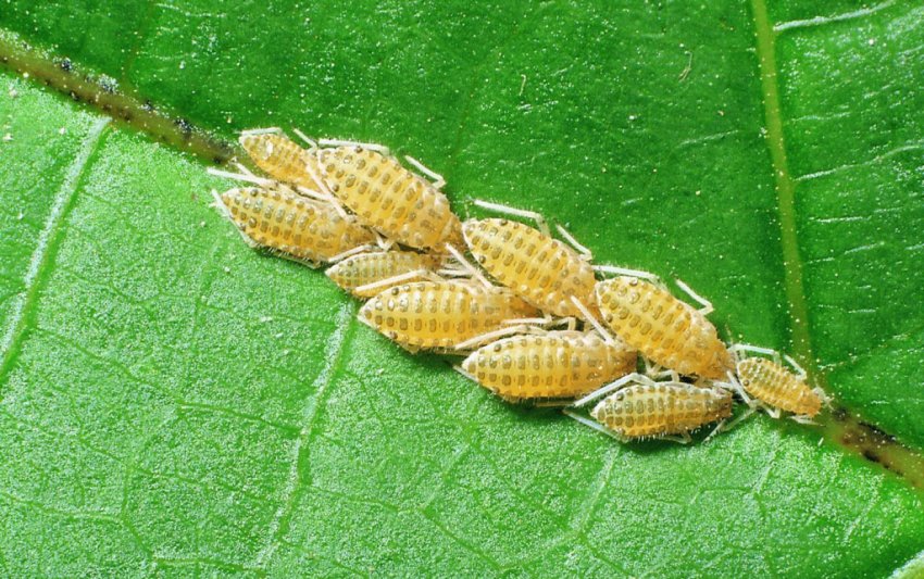 Горіхова попелиця Горіхова попелиця