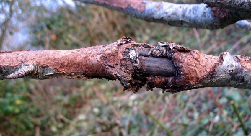 Рак стовбура горіха Рак стовбура горіха