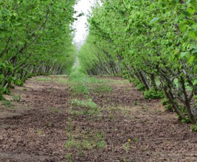 Догляд та вирощування фундука в домашніх умовах