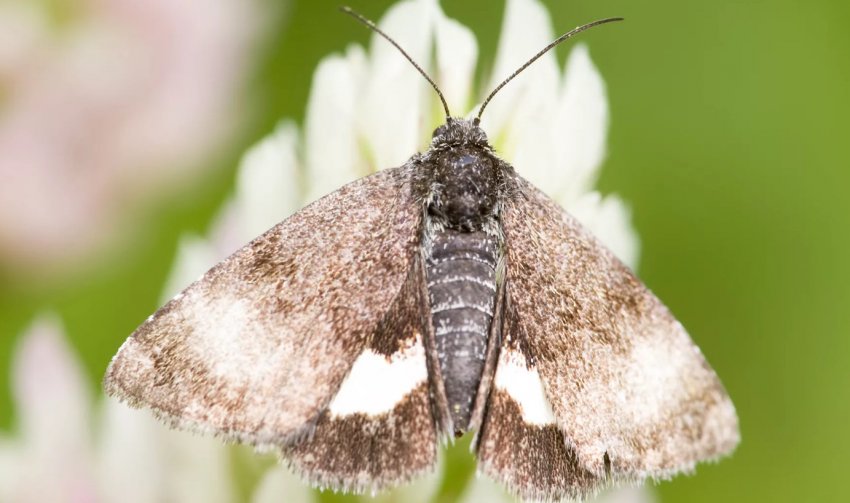 Моль на фундуку Моль на фундуку