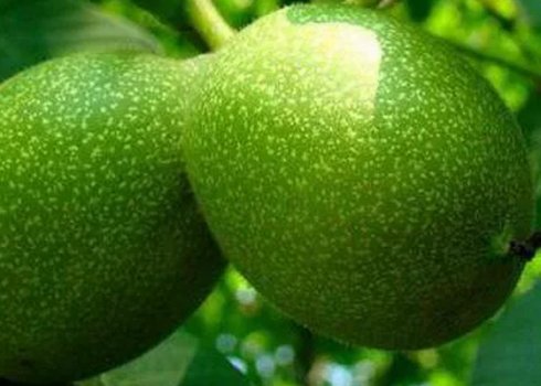 Волоський горіх Велетень