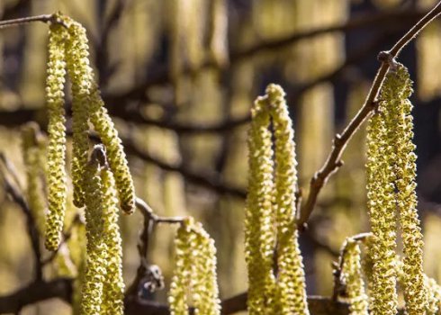 Цвет лещины