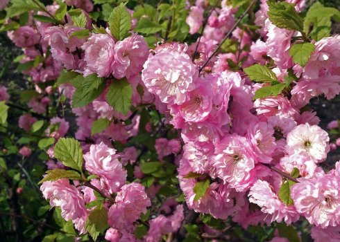 Вирощування декоративного мигдалевого дерева