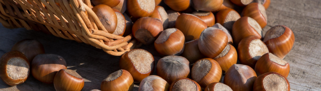 Зберігання фундука: особливості, термін придатності горіхів
