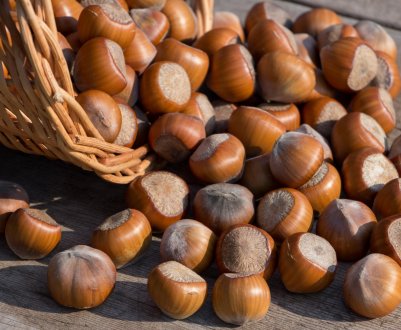 Зберігання фундука: особливості, термін придатності горіхів