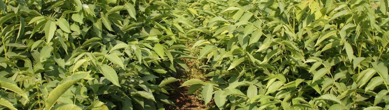 Посадка і догляд за волоським горіхом: тонкощі вирощування