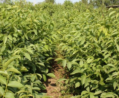 Посадка і догляд за волоським горіхом: тонкощі вирощування