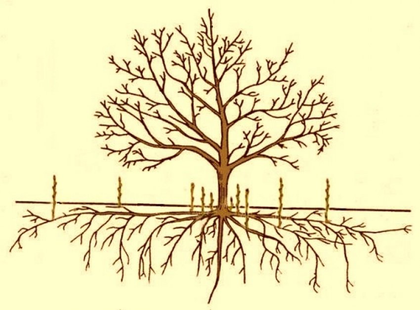 Плодовый корень. Корневая поросль вишни. Алыча корни. Строение плодового дерева штамб. Корни дерева грецкого ореха.
