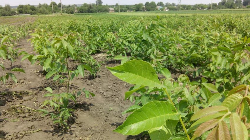 Вирощування грецьких горіхів на ділянці Вирощування грецьких горіхів на ділянці