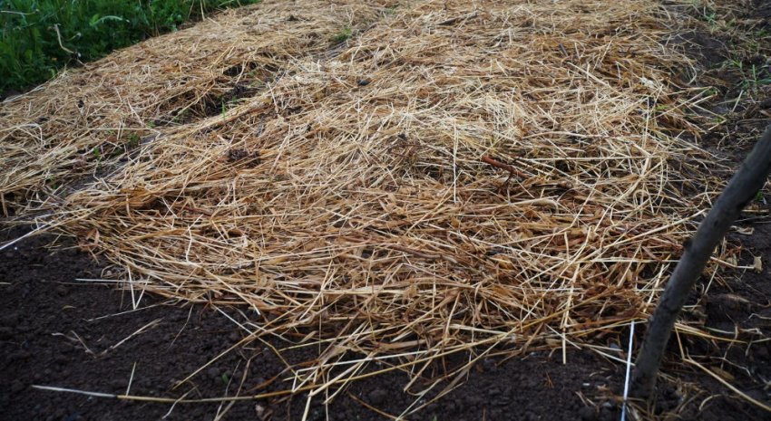 Шар мульчі на посадках Шар мульчі на посадках