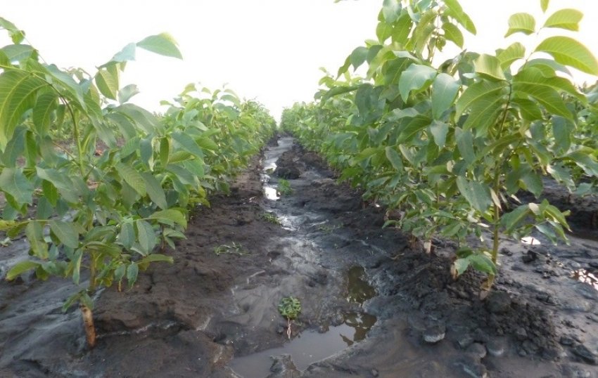 Полив волоських горіхів Полив волоських горіхів