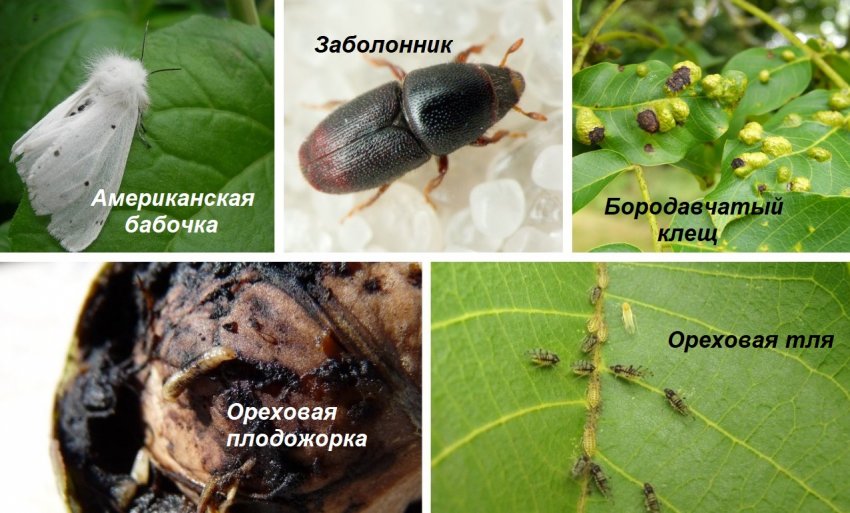 Шкідники волоського горіха Шкідники волоського горіха