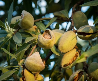 Сортові дерева мигдалю