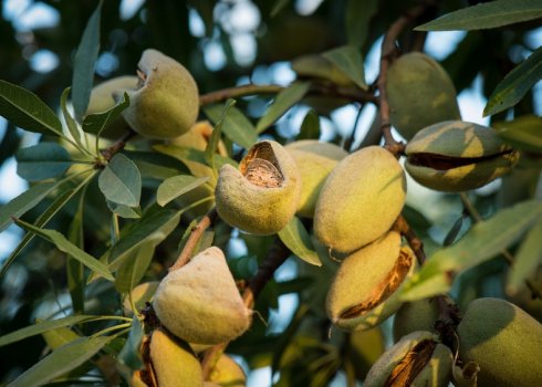 Сортові дерева мигдалю