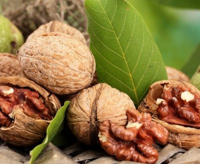 Лікування раку волоськими горіхами