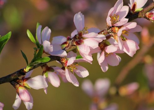 Цвітіння мигдалю