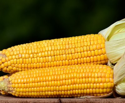 Невидимий ворог нападає на кукурудзу в Південній Дакоті