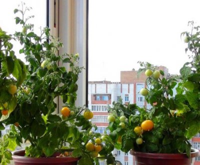 Як виростити помідори на балконі в домашніх умовах: покрокова інструкція посіву та догляду