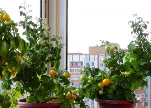 Як виростити помідори на балконі в домашніх умовах: покрокова інструкція посіву та догляду