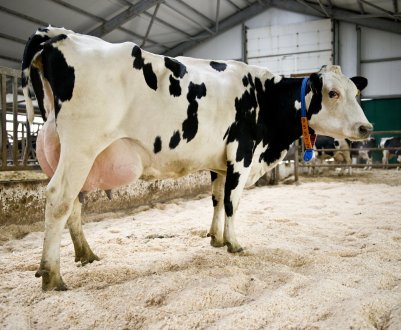 У Башкирії на ПМЖ прилетіли голштино-фризькі красуні з Європи