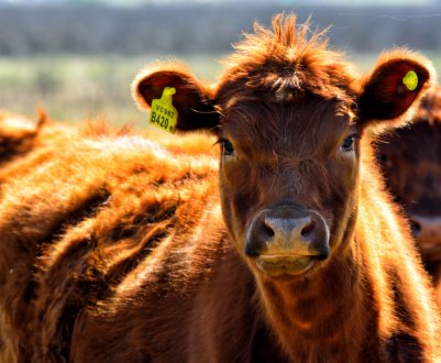 Поголів'я Самарської області зросте на десять тисяч корів