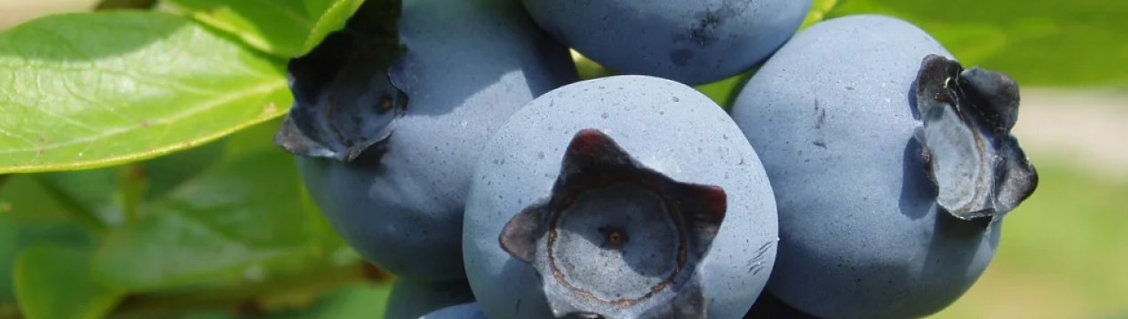 На Прикарпатті хочуть створити агрохаб для вирощування лохини