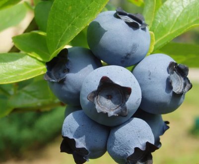 На Прикарпатті хочуть створити агрохаб для вирощування лохини