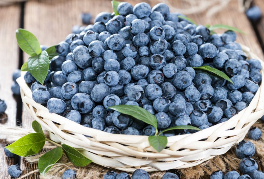 На Прикарпатті хочуть створити агрохаб для вирощування лохини