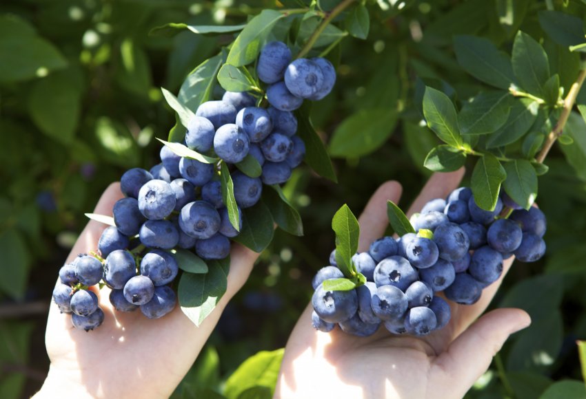 На Прикарпатті хочуть створити агрохаб для вирощування лохини