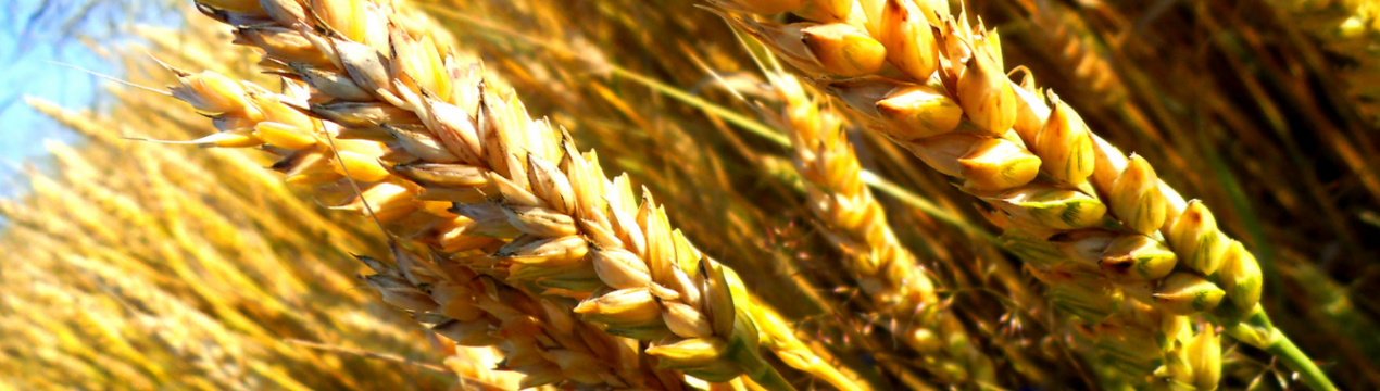 Аграрії Чернігівської області отримали перший мільйон тонн зерна