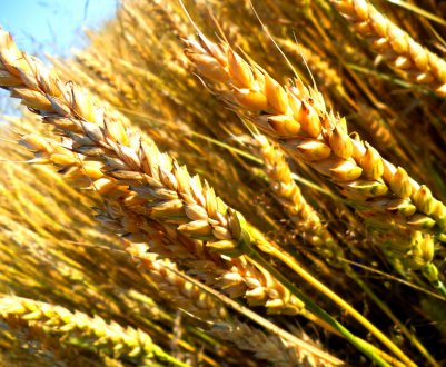 Аграрії Чернігівської області отримали перший мільйон тонн зерна